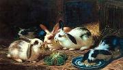 Rabbits 116 unknow artist